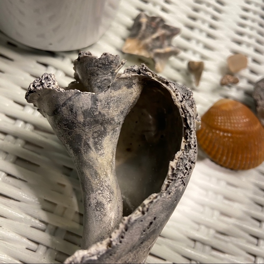 Real Conch Shell: Knick-knack decor - Picture 6 of 6
